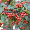 Winter King Hawthorn #5 - Image 2